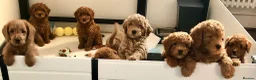Labradoodle dogs for sale: keiras red fox miniature labradoodles  - Advert 18