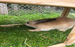 Mini Lop rabbits for sale: 2 male mini lop rabbits 13weeks old - Image 3