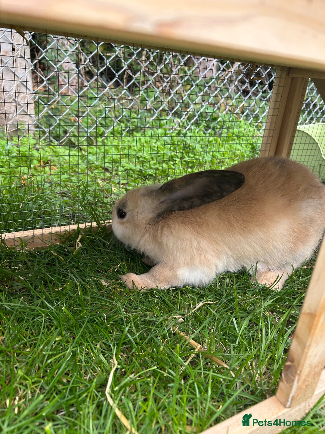 Mini Lop rabbits for sale: 2 male mini lop rabbits 13weeks old - Image 3