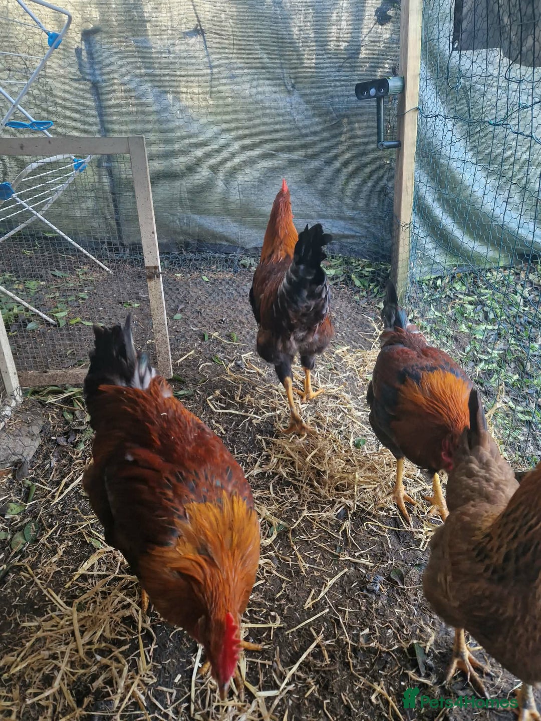 Chickens poultry for sale: 2 Roosters for exchange only - Advert 4