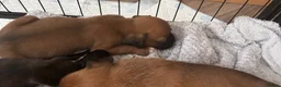 Boxer dogs for sale: Pedigree Boxer Puppies in Rochester - Advert 16