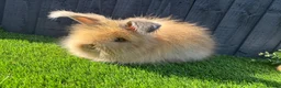 Angora rabbits for sale: Angora  - Advert 6