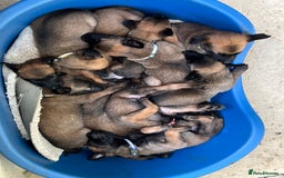 Belgian Shepherd Dog dogs for sale: 🐶Belgian Malinois Shepherd🐶 working dogs in Esher - Image 11