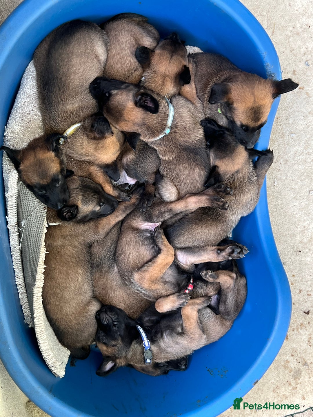 Belgian Shepherd Dog dogs for sale: 🐶Belgian Malinois Shepherd🐶 working dogs in Esher - Image 11