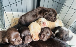 Sprocker dogs for sale: Beautiful spaniel puppies  - Image 2