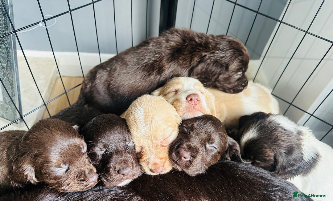 Sprocker dogs for sale: Beautiful spaniel puppies  - Image 2