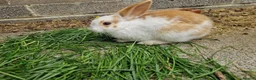 Mixed Breed rabbits for sale: Holland Lop mix  in Hartlepool - Advert 2