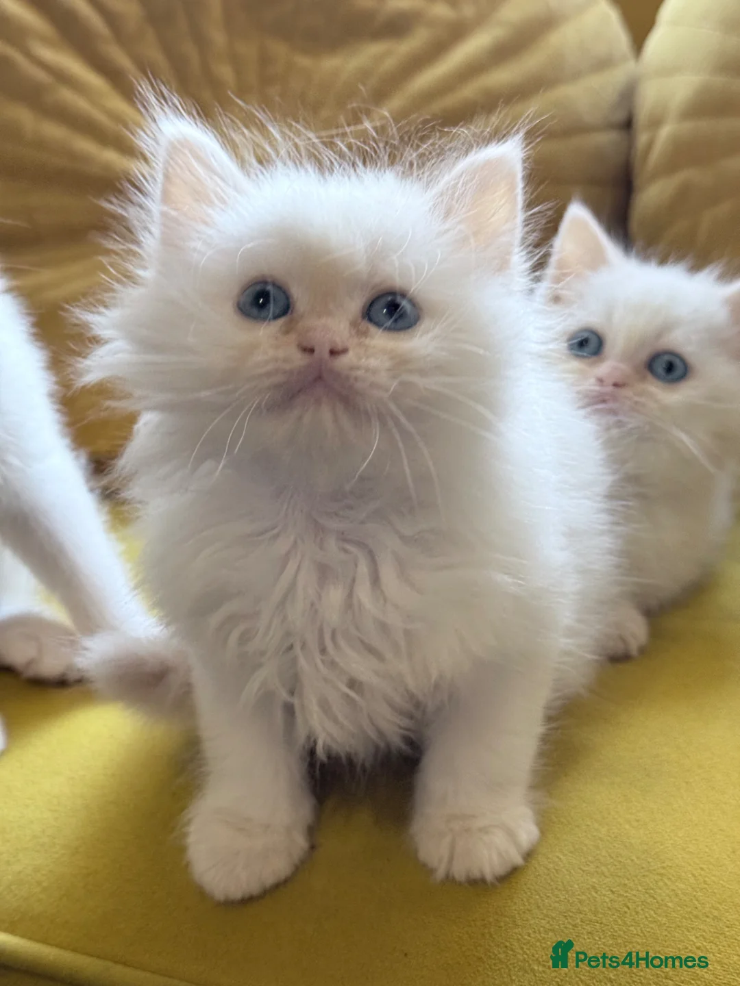 Mixed Breed cats for sale: Ragdoll x Persian  - Advert 1