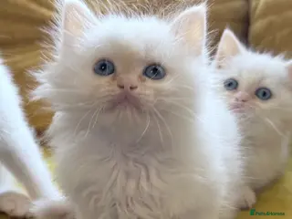 Mixed Breed cats Ragdoll x Persian - Advert 1