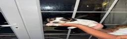 Jack Russell dogs for sale: jack Russell puppys 4💙. 6🩷 - Advert 10
