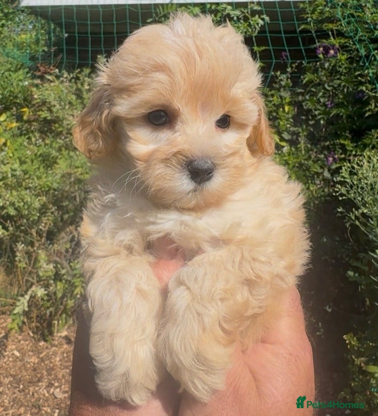 Maltipoo dogs Stunning Teddy Bear Toy Maltipoo Puppies  - Advert 2