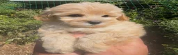 Maltipoo dogs for sale: Stunning Teddy Bear Toy Maltipoo Puppies  - Advert 2
