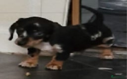 Dachshund dogs for sale: Beautiful dachshunds puppys - Image 3