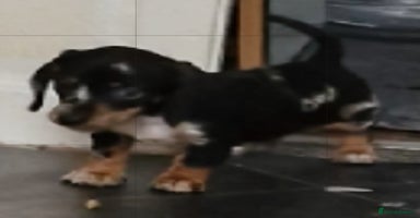 Dachshund dogs - Advert 8