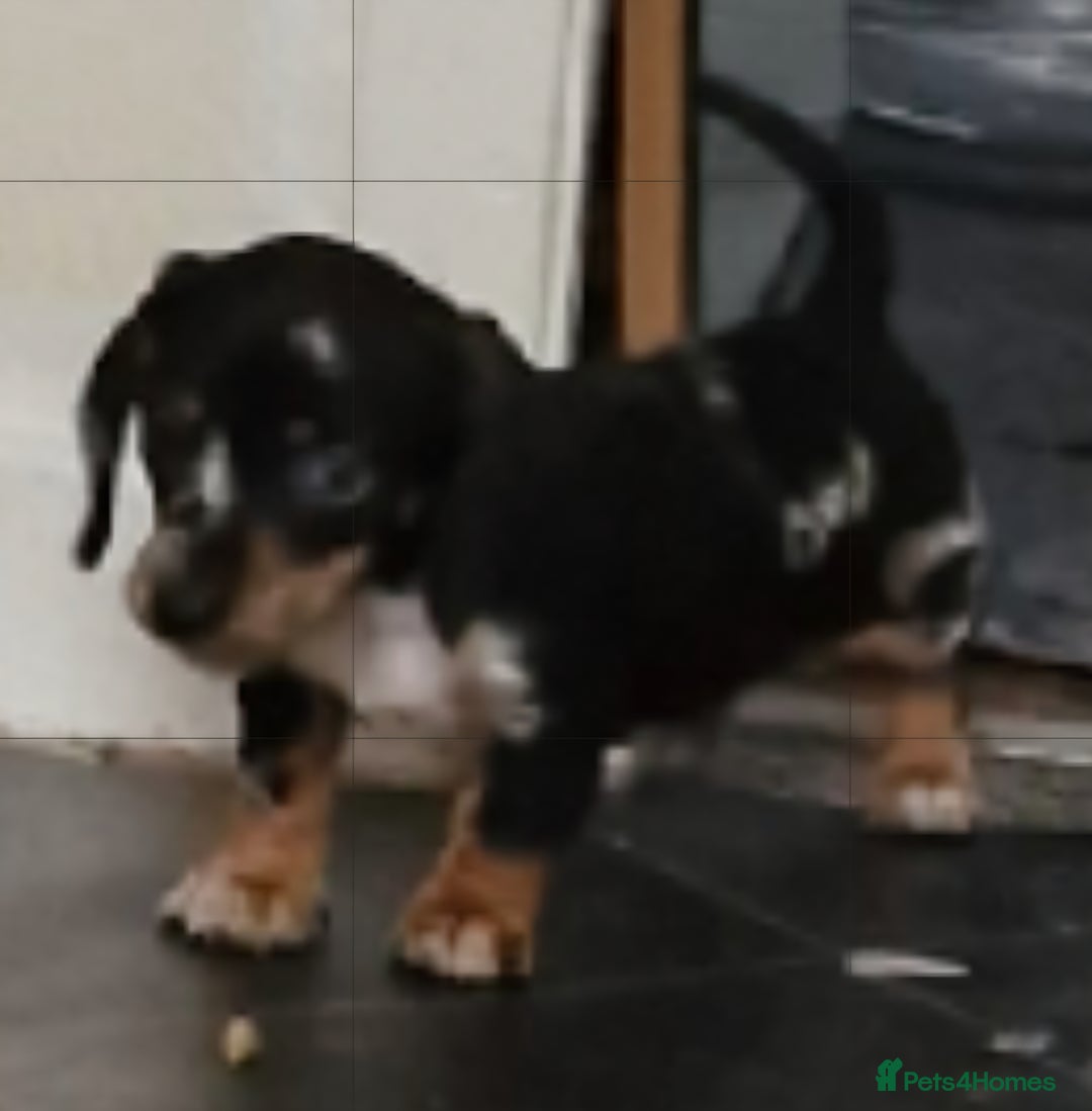 Dachshund dogs for sale: Beautiful dachshunds puppys - Image 3