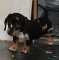 Dachshund dogs - Advert 8