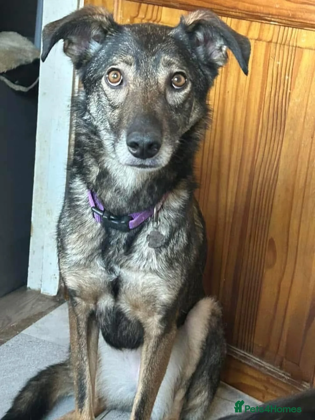 Mixed Breed dogs for adoption: Elsie - Norwich Norfolk  in Norwich - Advert 2