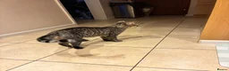 Mixed Breed cats for sale: Black male kitten in Chelmsford - Advert 4