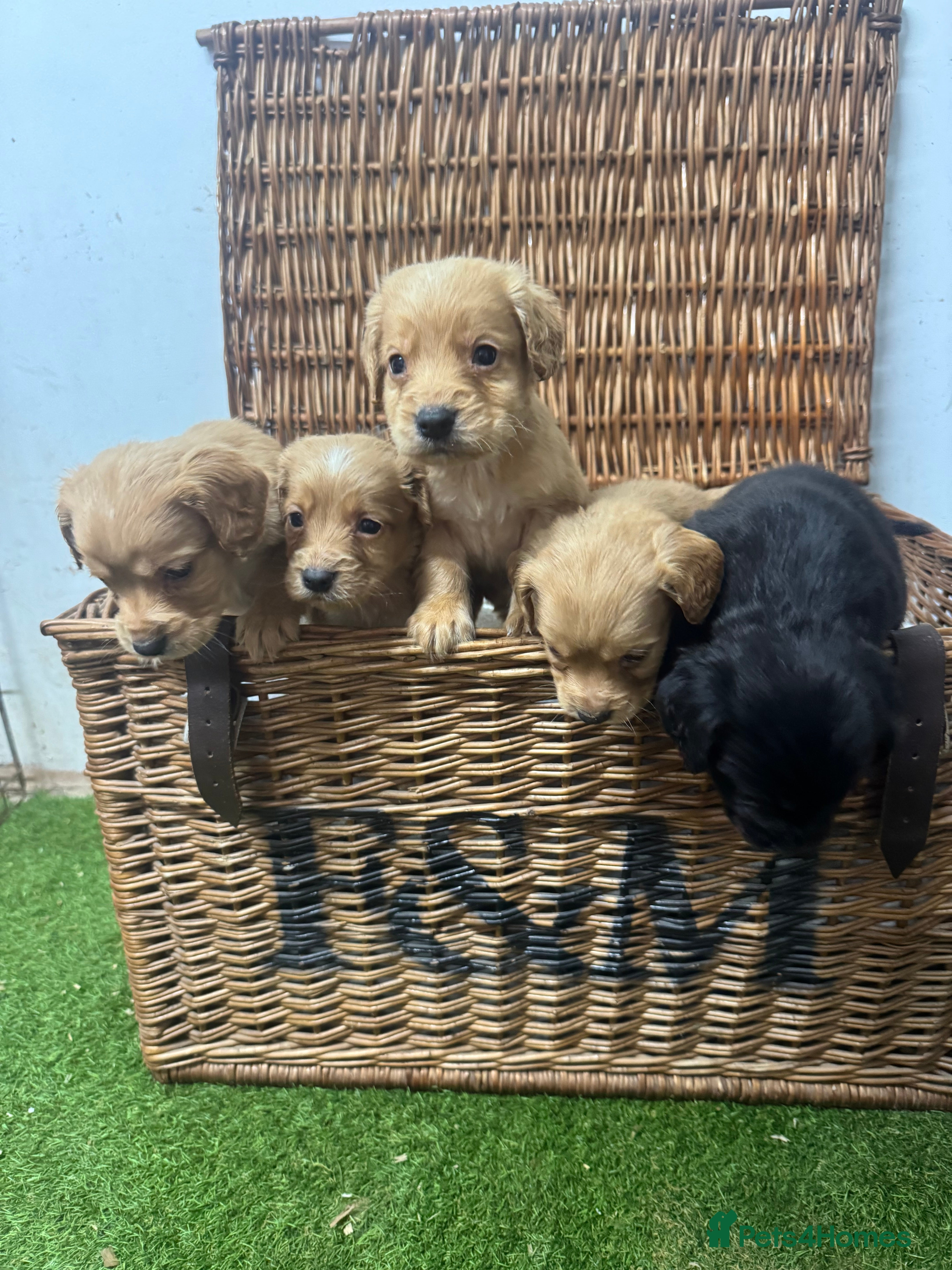 Cocker Spaniel dogs Fully DNA health tested cocker spaniel puppies - Advert 1