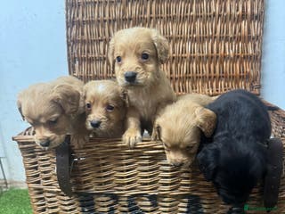 Cocker Spaniel dogs Fully DNA health tested cocker spaniel puppies - Advert 16