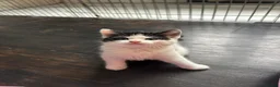 Mixed Breed cats for sale: 4 playful kittens ready to find their forever home - Advert 9