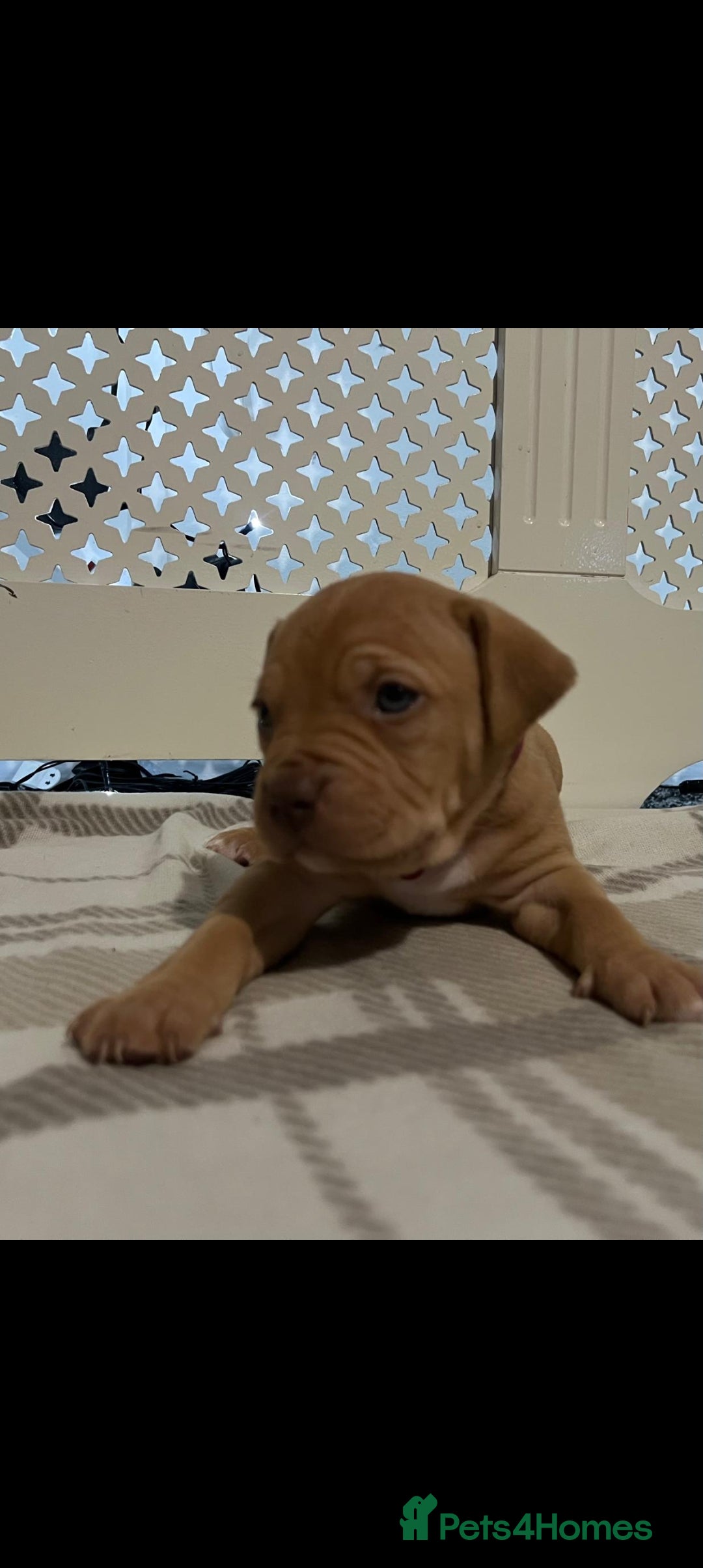 American Bulldog dogs for sale: American bulldogs puppies  - Advert 1