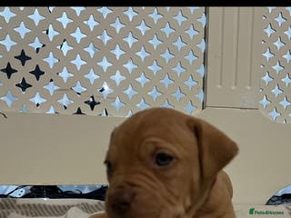 American Bulldog dogs American bulldogs puppies - Advert 5