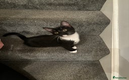 Mixed Breed cats for sale: 4 Adorable, playful Kittens - Image 3
