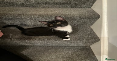 Mixed Breed cats - Advert 4