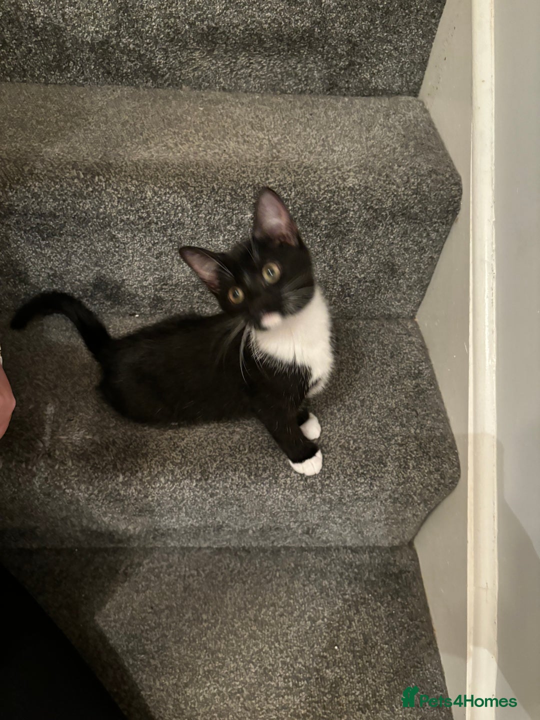 Mixed Breed cats for sale: 4 Adorable, playful Kittens - Image 3