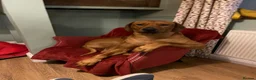 Rhodesian Ridgeback dogs for stud: Beautiful Rhodesian Ridgeback to Stud  in Lightwater - Advert 10
