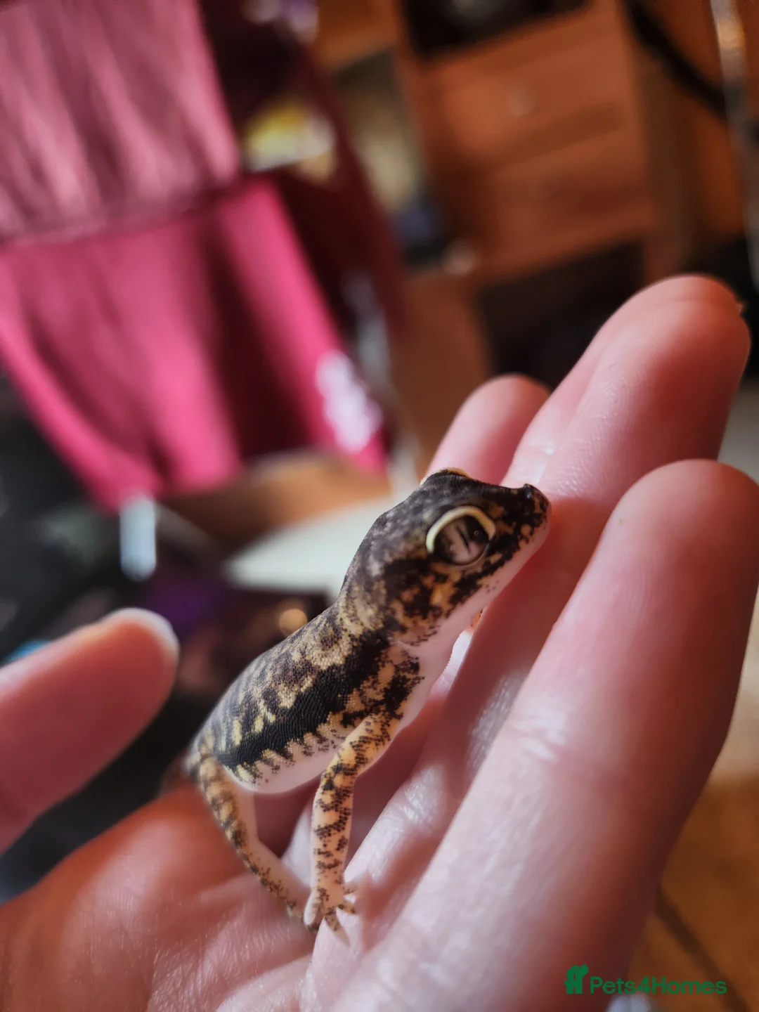 Gecko reptiles for sale: Dune Gecko pair  - Advert 4
