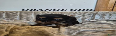 Orange girl