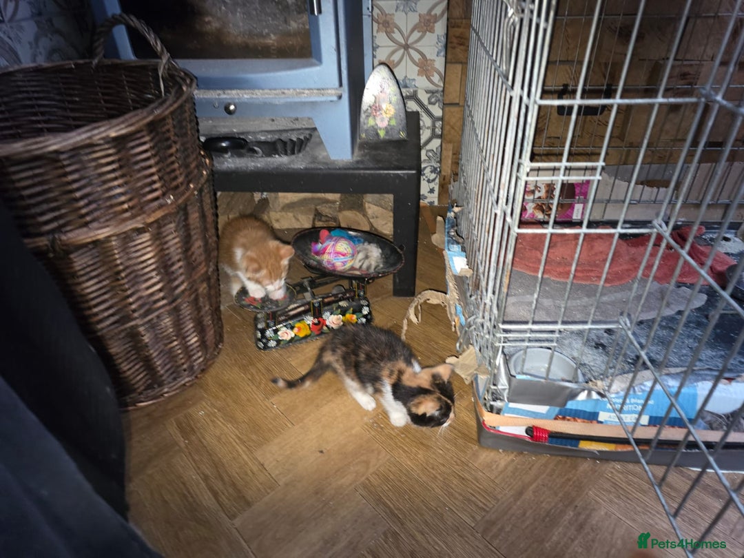 Mixed Breed cats for sale: 2 female kittens  - Advert 3