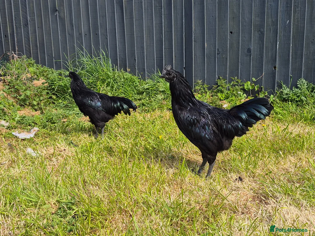 Chickens poultry for sale: AYAM CEMANI ROOSTERS  in Holywell - Advert 5