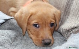 Labrador Retriever dogs for sale: Labrador Pupsfor Sale – Yellow, Chocolate, Black  - Image 12