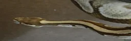Python Snake reptiles for sale: Caramel ball python  - Advert 9