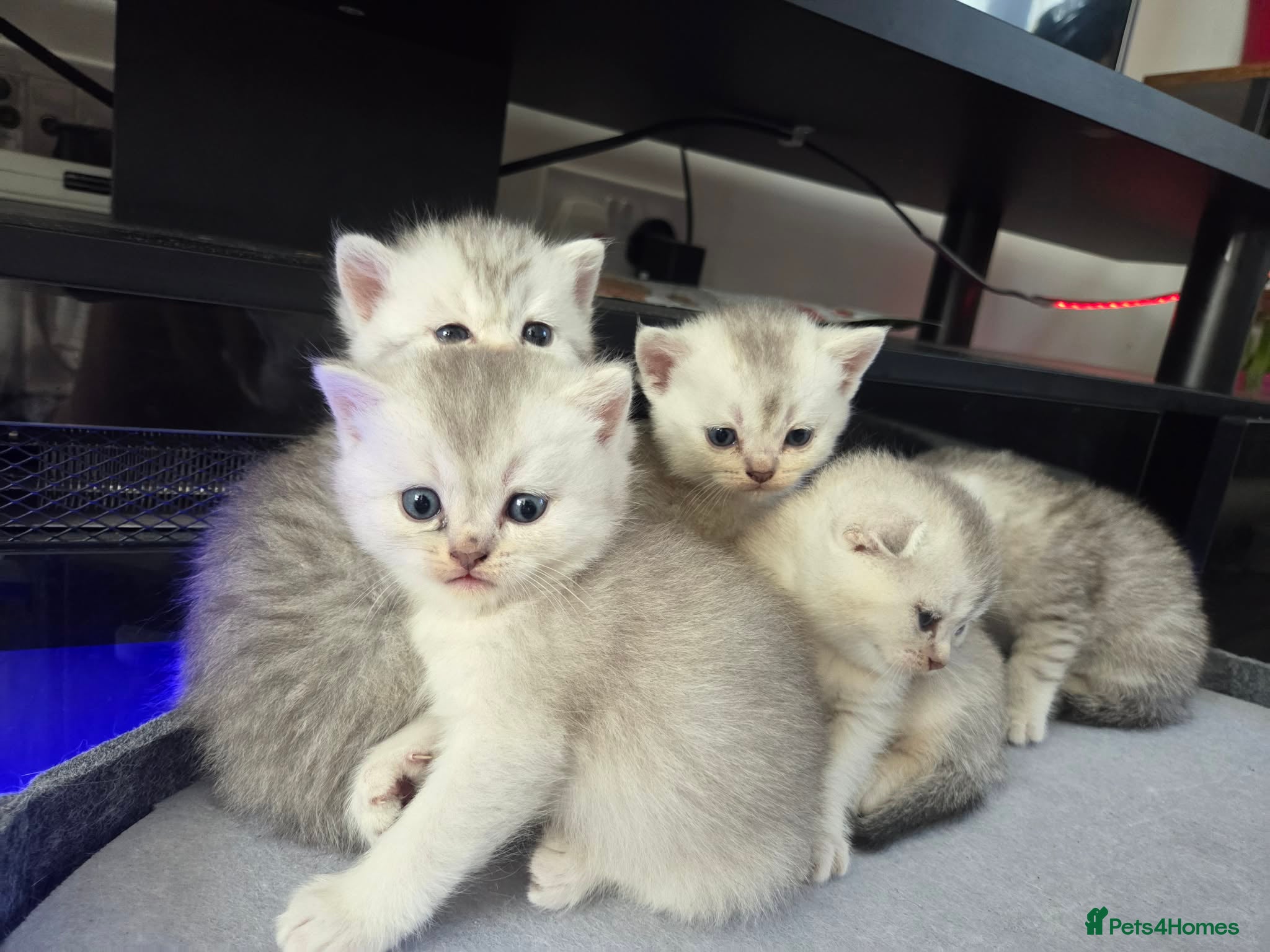 Scottish Fold cats Scottish straight and fold  - Advert 2