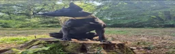 Belgian Shepherd Dog dogs for sale: Large Mali pup for an experienced home  - Advert 3