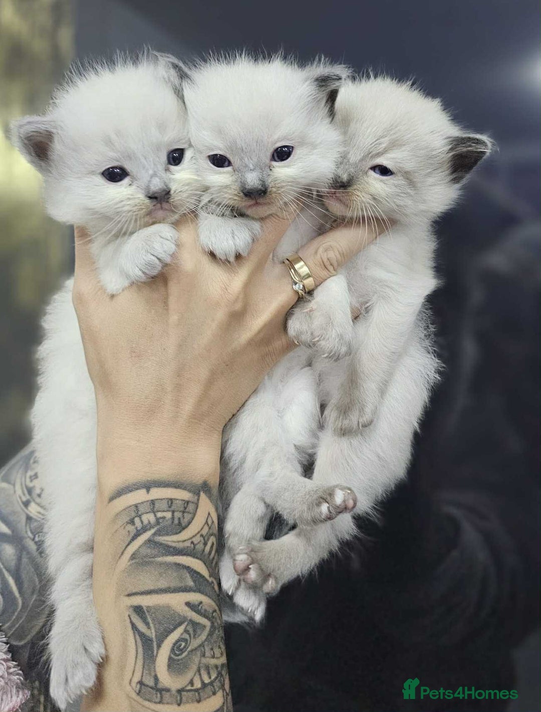 Ragdoll cats for sale: Ragdoll kittens  - Image 8