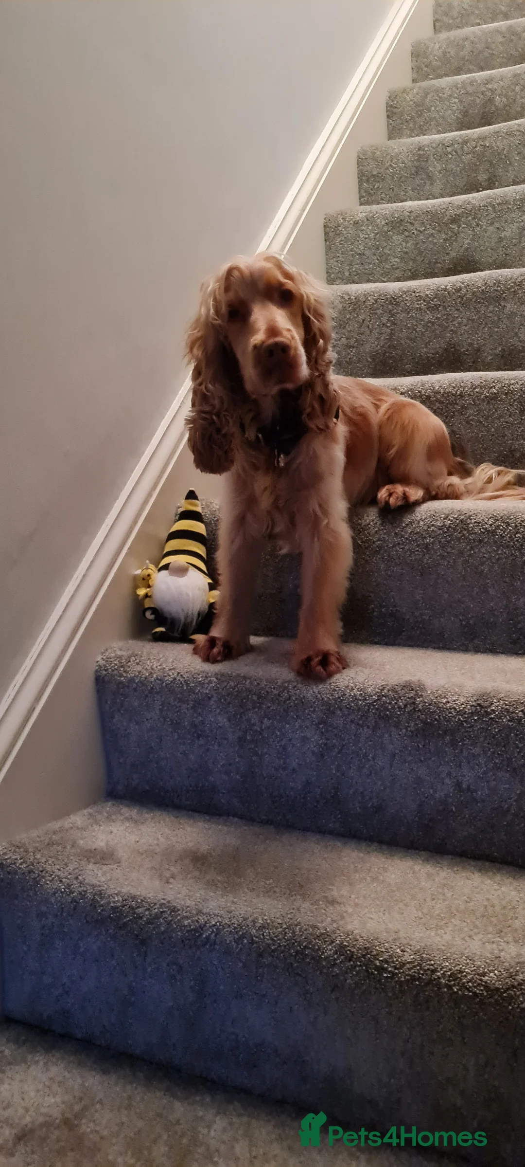 Cocker Spaniel dogs for stud: Proven Handsome Show Cocker Spaniel For Stud in Rochdale - Advert 7