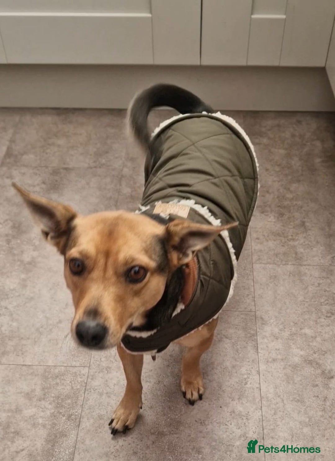 Mixed Breed dogs for adoption: Pippa  - Advert 10