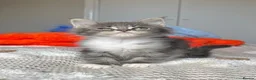 Maine Coon cats for sale: Beautiful polydactyl Maine coon kittens  - Advert 26
