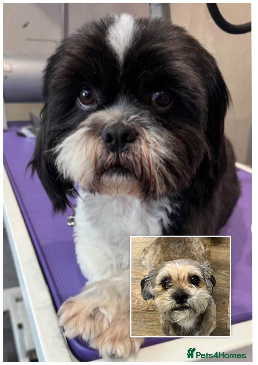 Mixed Breed dogs for sale: Shih tzu x Bichion  - Image 24