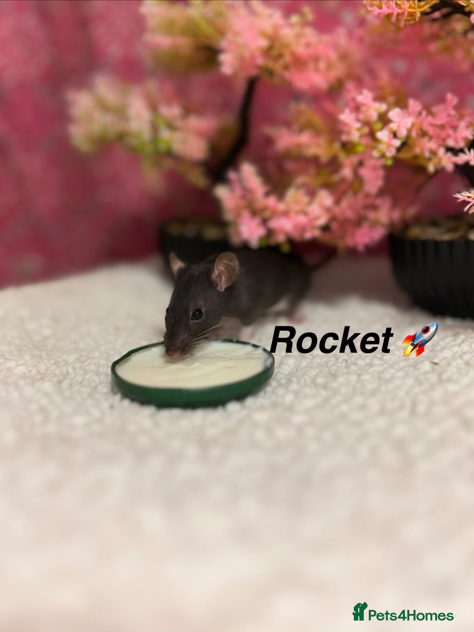 Rat rodents Beautiful baby rats  - Advert 2