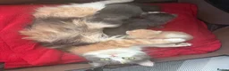 Ragdoll cats for sale: Ragdoll Kittens for Sale – 2 Females & 1 Male - Advert 17