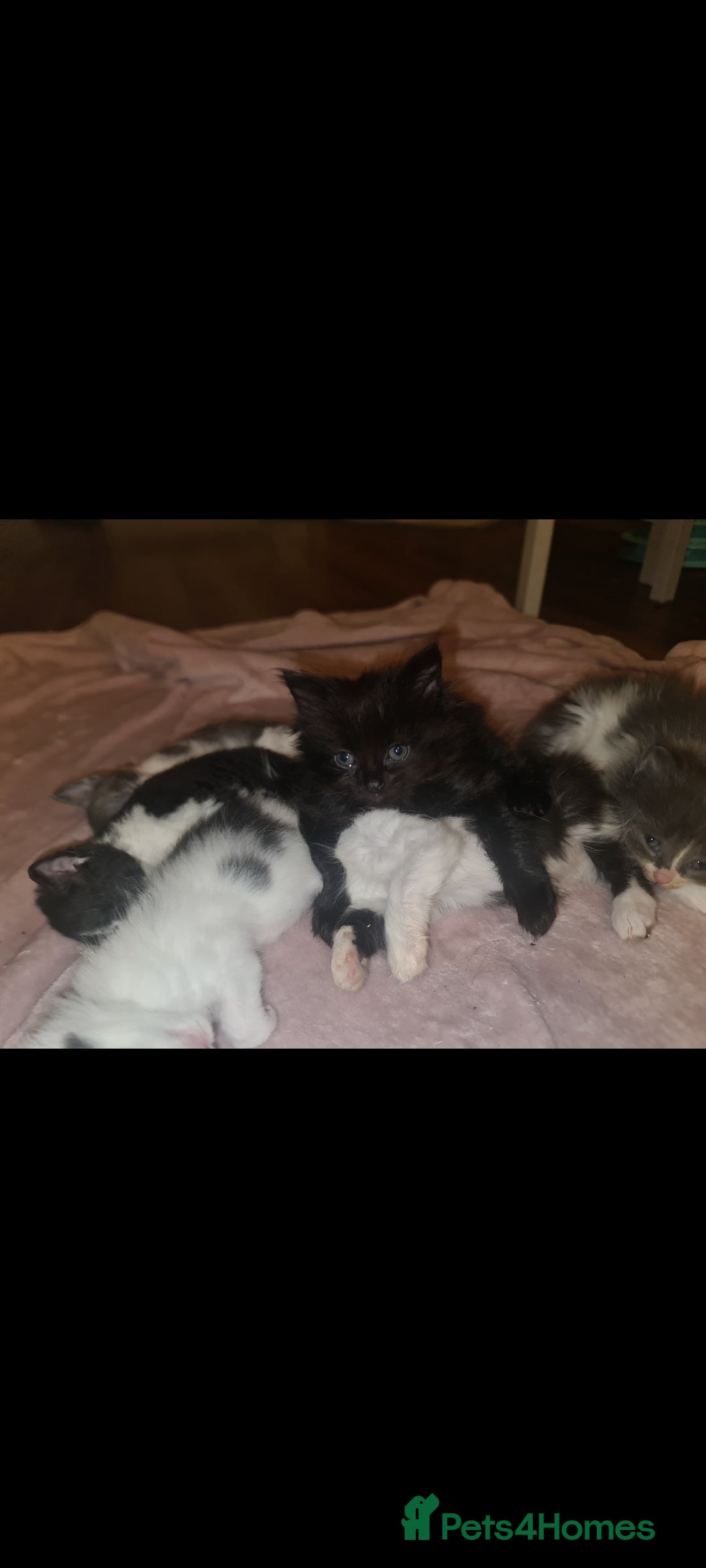 Mixed Breed cats for sale: Friendly bunch of beautiful kittens  - Image 3