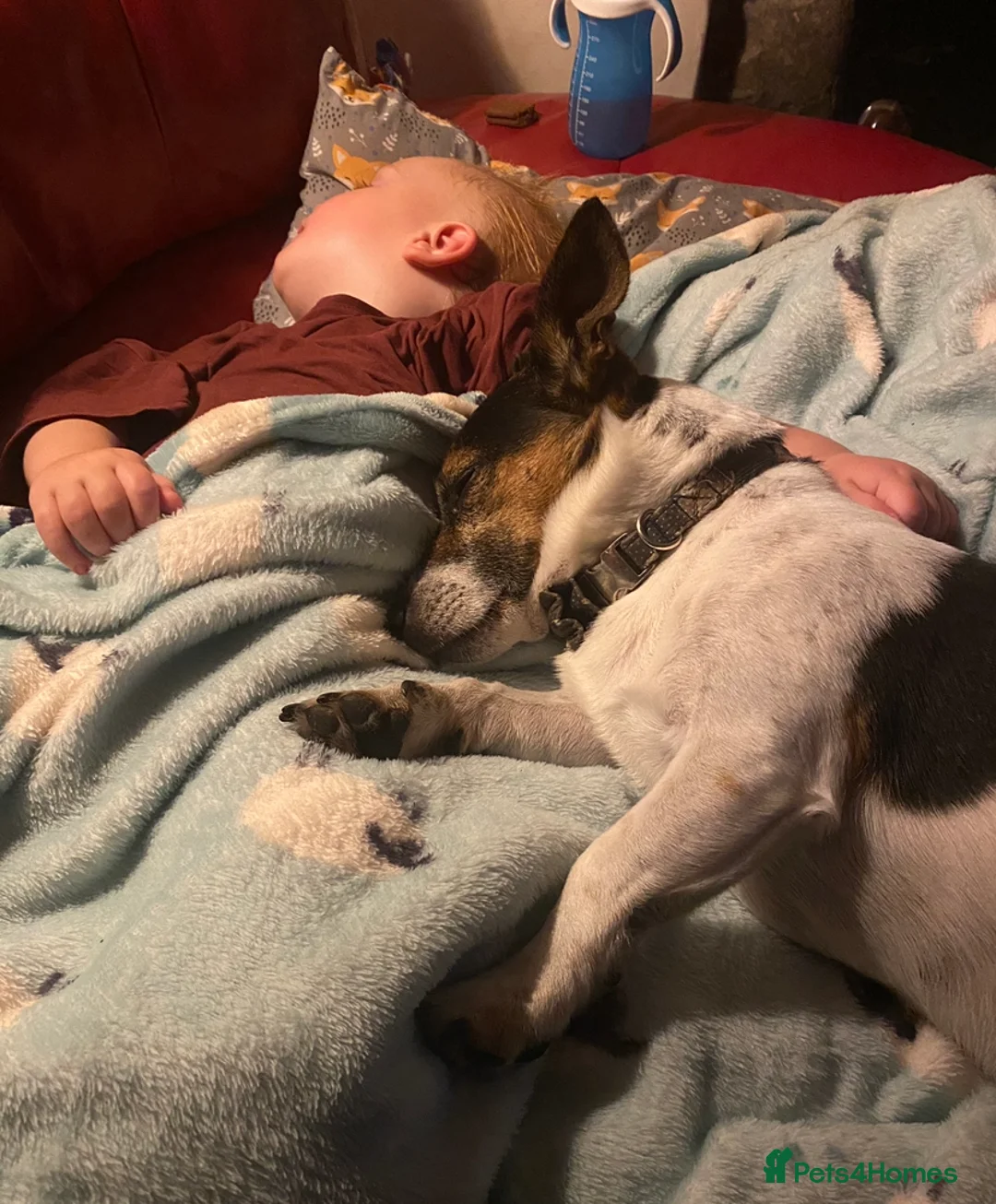 Jack Russell dogs for stud: Proven miniature Jack Russell stud in Winkleigh - Advert 7