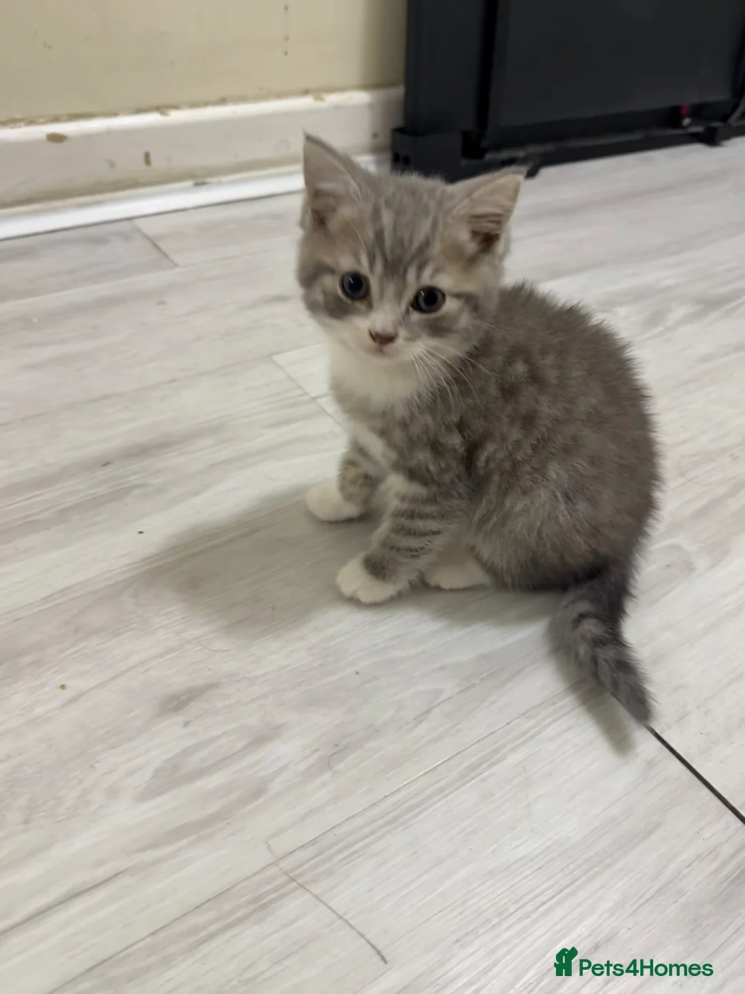 British Shorthair cats for sale: Beautiful British short hairs chubby   - Advert 1
