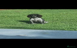 Cocker Spaniel dogs for sale: 6 beautiful Cocker puppies 🐶  - Image 15